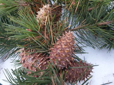 Pinus pungens borovice pichlavá